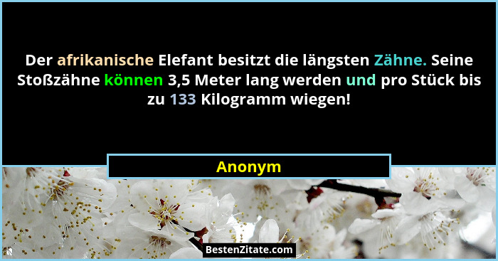 Der afrikanische Elefant besitzt die längsten Zähne. Seine Stoßzähne können 3,5 Meter lang werden und pro Stück bis zu 133 Kilogramm wiegen!... - Anonym