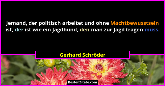 Jemand, der politisch arbeitet und ohne Machtbewusstsein ist, der ist wie ein Jagdhund, den man zur Jagd tragen muss.... - Gerhard Schröder