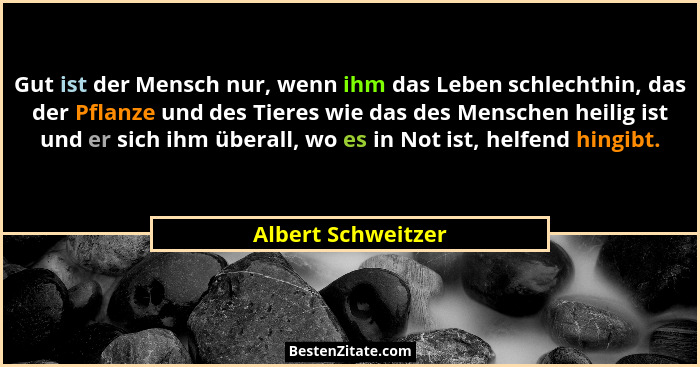 Gut ist der Mensch nur, wenn ihm das Leben schlechthin, das der Pflanze und des Tieres wie das des Menschen heilig ist und er sich... - Albert Schweitzer