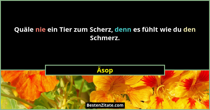 Quäle nie ein Tier zum Scherz, denn es fühlt wie du den Schmerz.... - Äsop