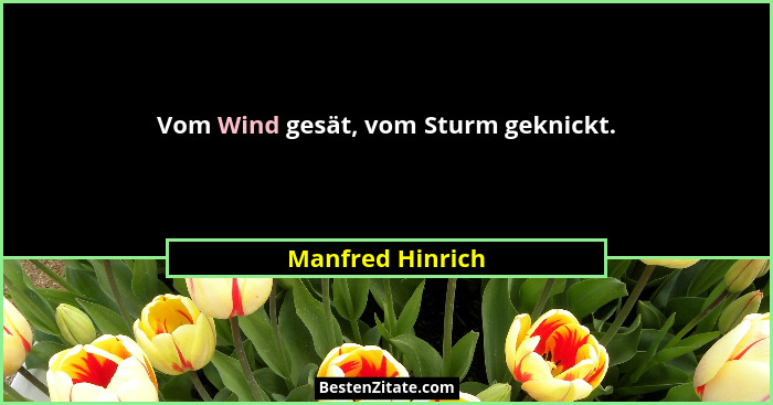 Vom Wind gesät, vom Sturm geknickt.... - Manfred Hinrich