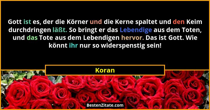 Gott ist es, der die Körner und die Kerne spaltet und den Keim durchdringen läßt. So bringt er das Lebendige aus dem Toten, und das Tote aus d... - Koran