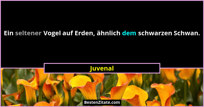 Ein seltener Vogel auf Erden, ähnlich dem schwarzen Schwan.... - Juvenal