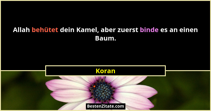 Allah behütet dein Kamel, aber zuerst binde es an einen Baum.... - Koran