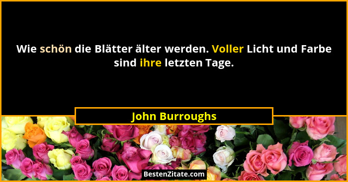 Wie schön die Blätter älter werden. Voller Licht und Farbe sind ihre letzten Tage.... - John Burroughs