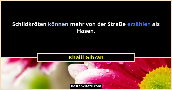 Schildkröten können mehr von der Straße erzählen als Hasen.... - Khalil Gibran