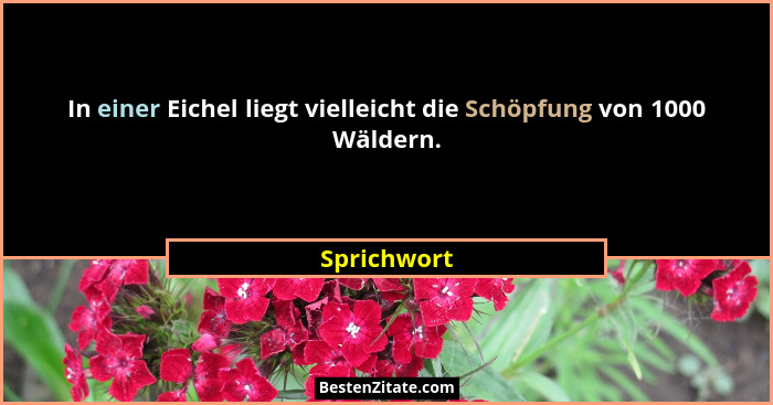 In einer Eichel liegt vielleicht die Schöpfung von 1000 Wäldern.... - Sprichwort