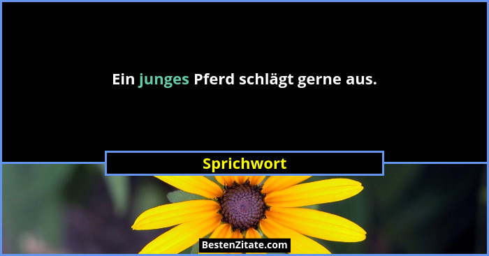 Ein junges Pferd schlägt gerne aus.... - Sprichwort