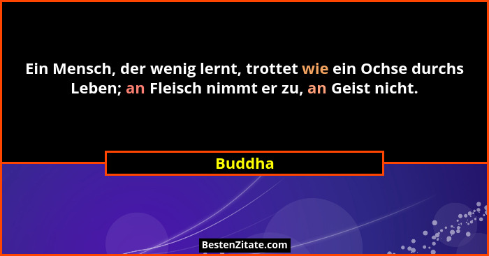 Ein Mensch, der wenig lernt, trottet wie ein Ochse durchs Leben; an Fleisch nimmt er zu, an Geist nicht.... - Buddha