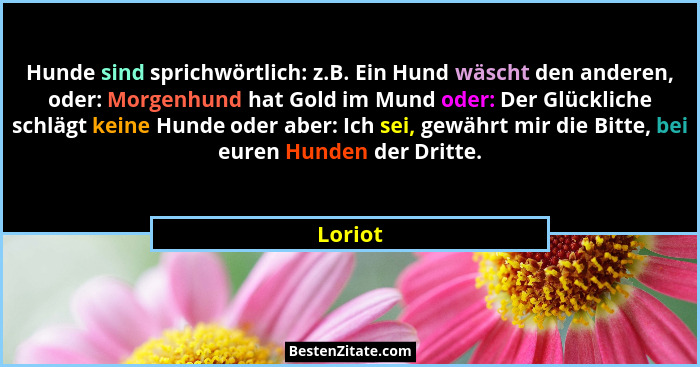 Hunde sind sprichwörtlich: z.B. Ein Hund wäscht den anderen, oder: Morgenhund hat Gold im Mund oder: Der Glückliche schlägt keine Hunde oder... - Loriot
