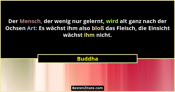 Der Mensch, der wenig nur gelernt, wird alt ganz nach der Ochsen Art: Es wächst ihm also bloß das Fleisch, die Einsicht wächst ihm nicht.... - Buddha