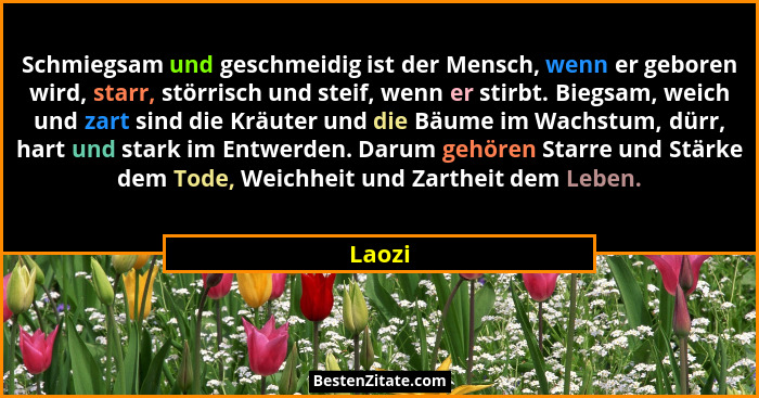 Schmiegsam und geschmeidig ist der Mensch, wenn er geboren wird, starr, störrisch und steif, wenn er stirbt. Biegsam, weich und zart sind die... - Laozi