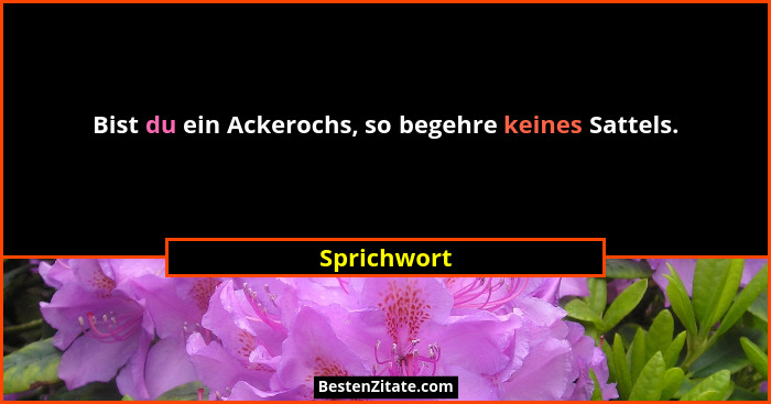 Bist du ein Ackerochs, so begehre keines Sattels.... - Sprichwort