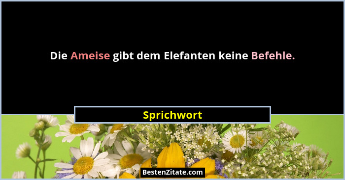 Die Ameise gibt dem Elefanten keine Befehle.... - Sprichwort