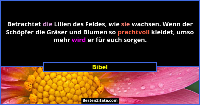 Betrachtet die Lilien des Feldes, wie sie wachsen. Wenn der Schöpfer die Gräser und Blumen so prachtvoll kleidet, umso mehr wird er für euch s... - Bibel