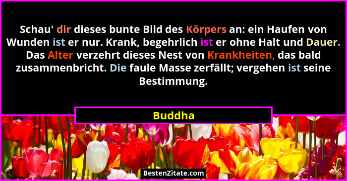 Schau' dir dieses bunte Bild des Körpers an: ein Haufen von Wunden ist er nur. Krank, begehrlich ist er ohne Halt und Dauer. Das Alter ve... - Buddha