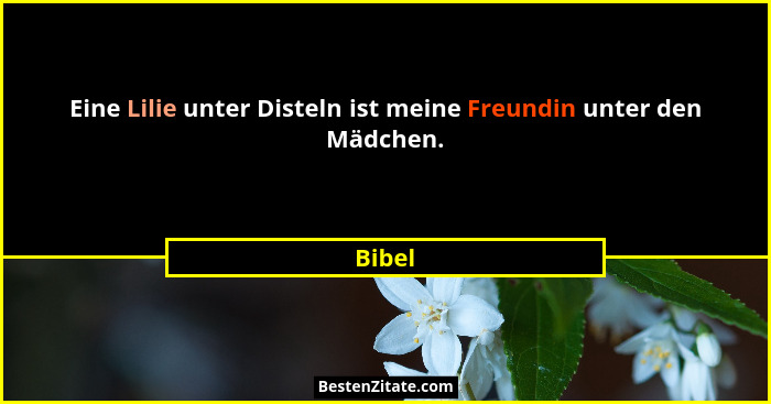 Eine Lilie unter Disteln ist meine Freundin unter den Mädchen.... - Bibel