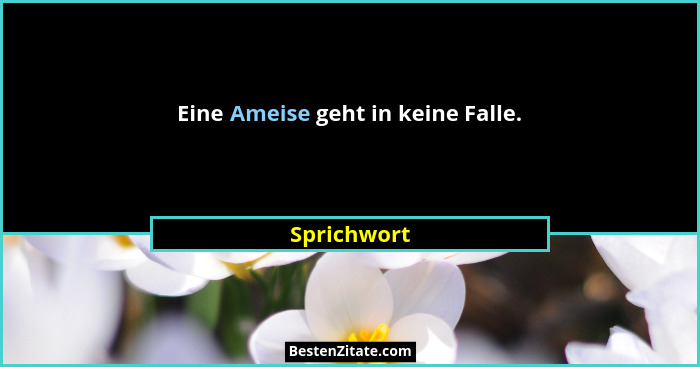 Eine Ameise geht in keine Falle.... - Sprichwort