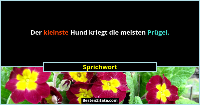 Der kleinste Hund kriegt die meisten Prügel.... - Sprichwort
