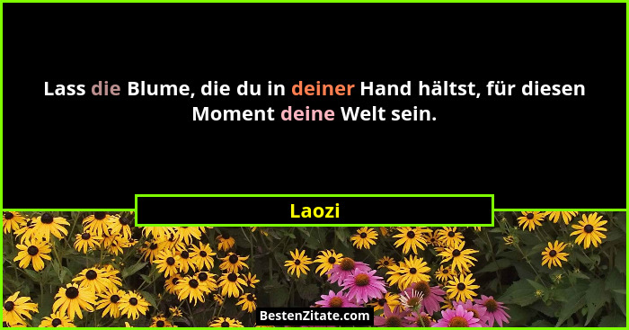 Lass die Blume, die du in deiner Hand hältst, für diesen Moment deine Welt sein.... - Laozi