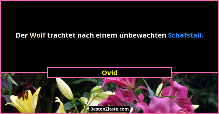 Der Wolf trachtet nach einem unbewachten Schafstall.... - Ovid