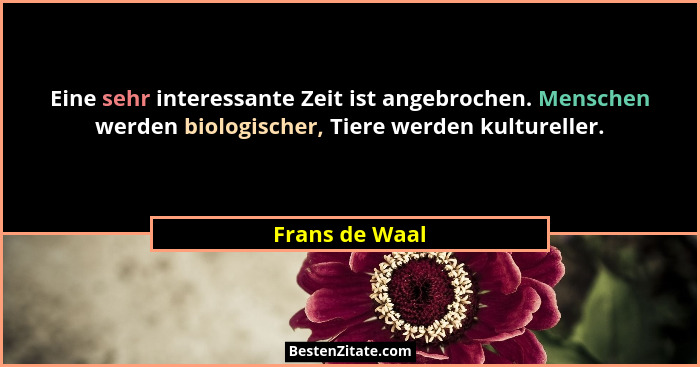 Eine sehr interessante Zeit ist angebrochen. Menschen werden biologischer, Tiere werden kultureller.... - Frans de Waal