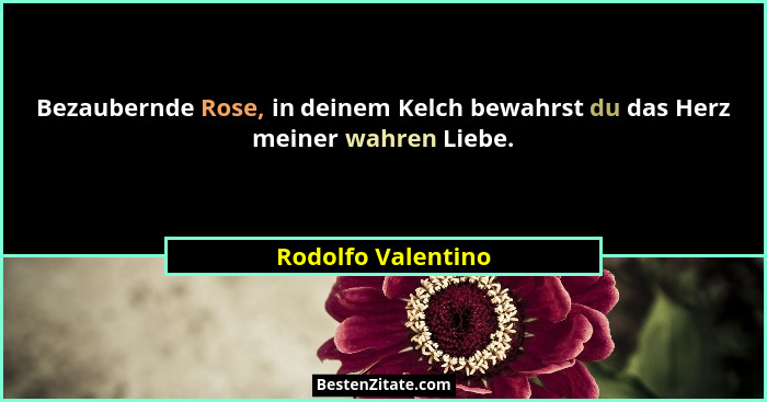 Bezaubernde Rose, in deinem Kelch bewahrst du das Herz meiner wahren Liebe.... - Rodolfo Valentino
