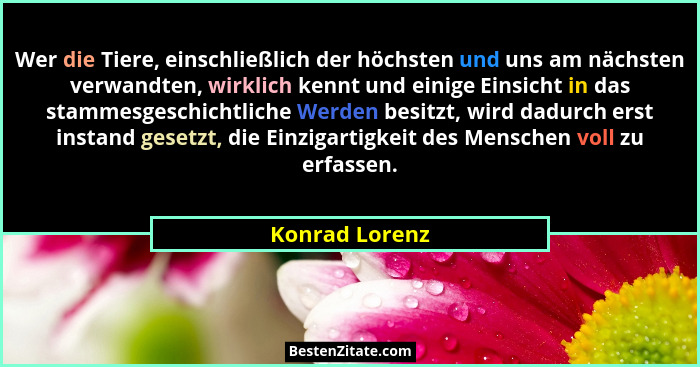 Wer die Tiere, einschließlich der höchsten und uns am nächsten verwandten, wirklich kennt und einige Einsicht in das stammesgeschichtl... - Konrad Lorenz