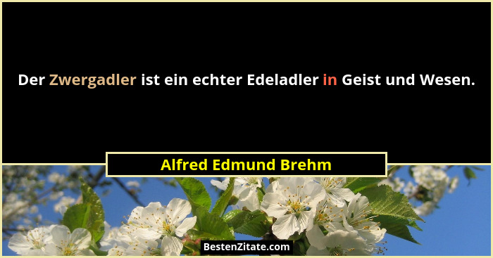 Der Zwergadler ist ein echter Edeladler in Geist und Wesen.... - Alfred Edmund Brehm
