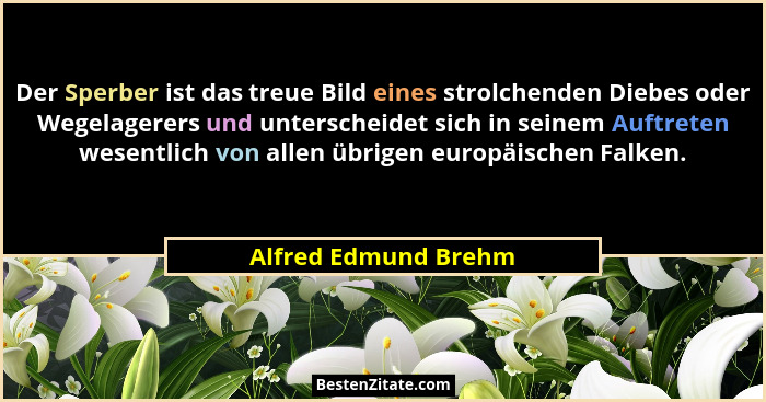 Der Sperber ist das treue Bild eines strolchenden Diebes oder Wegelagerers und unterscheidet sich in seinem Auftreten wesentlich... - Alfred Edmund Brehm