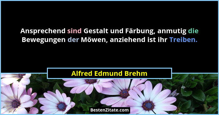 Ansprechend sind Gestalt und Färbung, anmutig die Bewegungen der Möwen, anziehend ist ihr Treiben.... - Alfred Edmund Brehm