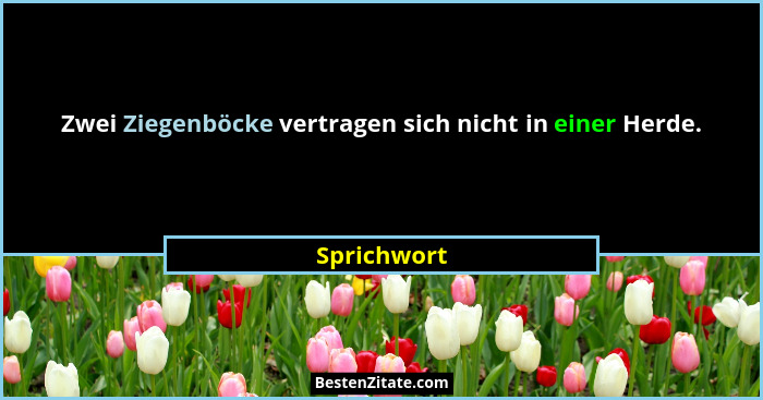 Zwei Ziegenböcke vertragen sich nicht in einer Herde.... - Sprichwort