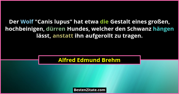 Der Wolf "Canis lupus" hat etwa die Gestalt eines großen, hochbeinigen, dürren Hundes, welcher den Schwanz hängen lässt,... - Alfred Edmund Brehm