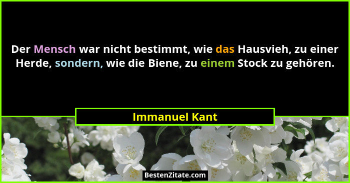 Der Mensch war nicht bestimmt, wie das Hausvieh, zu einer Herde, sondern, wie die Biene, zu einem Stock zu gehören.... - Immanuel Kant