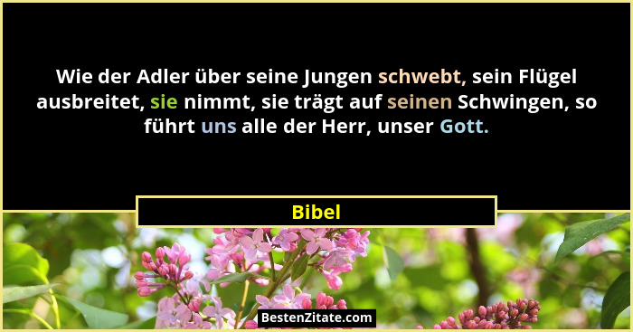 Wie der Adler über seine Jungen schwebt, sein Flügel ausbreitet, sie nimmt, sie trägt auf seinen Schwingen, so führt uns alle der Herr, unser... - Bibel