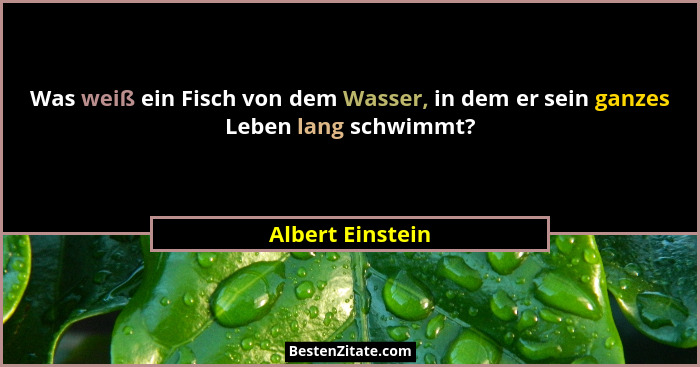 Was weiß ein Fisch von dem Wasser, in dem er sein ganzes Leben lang schwimmt?... - Albert Einstein