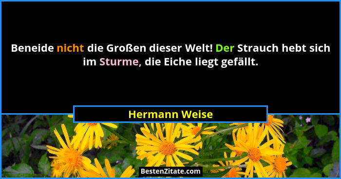 Beneide nicht die Großen dieser Welt! Der Strauch hebt sich im Sturme, die Eiche liegt gefällt.... - Hermann Weise