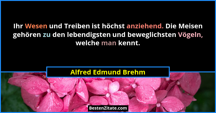 Ihr Wesen und Treiben ist höchst anziehend. Die Meisen gehören zu den lebendigsten und beweglichsten Vögeln, welche man kennt.... - Alfred Edmund Brehm