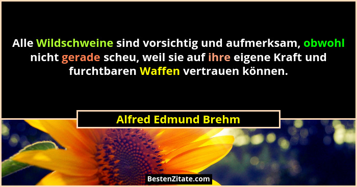 Alle Wildschweine sind vorsichtig und aufmerksam, obwohl nicht gerade scheu, weil sie auf ihre eigene Kraft und furchtbaren Waff... - Alfred Edmund Brehm