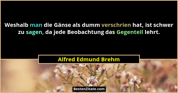 Weshalb man die Gänse als dumm verschrien hat, ist schwer zu sagen, da jede Beobachtung das Gegenteil lehrt.... - Alfred Edmund Brehm