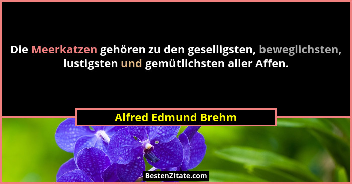 Die Meerkatzen gehören zu den geselligsten, beweglichsten, lustigsten und gemütlichsten aller Affen.... - Alfred Edmund Brehm