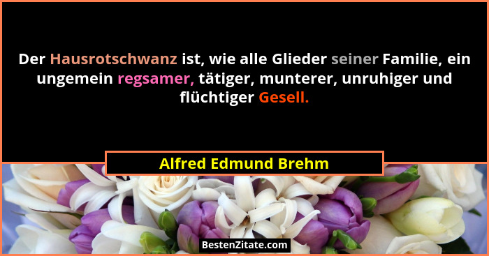 Der Hausrotschwanz ist, wie alle Glieder seiner Familie, ein ungemein regsamer, tätiger, munterer, unruhiger und flüchtiger Gese... - Alfred Edmund Brehm