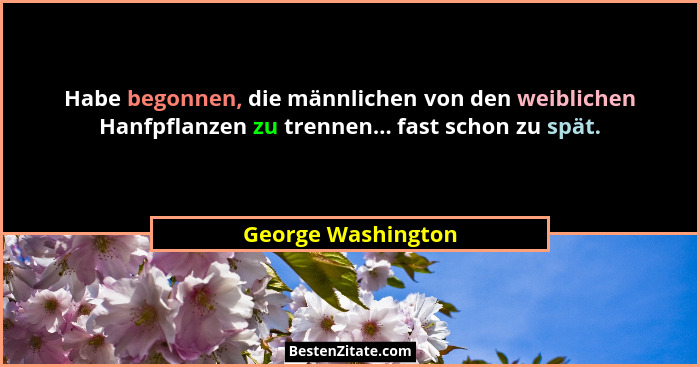 Habe begonnen, die männlichen von den weiblichen Hanfpflanzen zu trennen... fast schon zu spät.... - George Washington