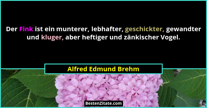 Der Fink ist ein munterer, lebhafter, geschickter, gewandter und kluger, aber heftiger und zänkischer Vogel.... - Alfred Edmund Brehm