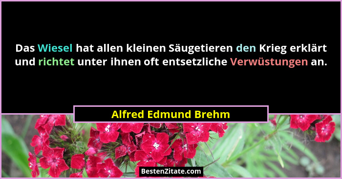 Das Wiesel hat allen kleinen Säugetieren den Krieg erklärt und richtet unter ihnen oft entsetzliche Verwüstungen an.... - Alfred Edmund Brehm