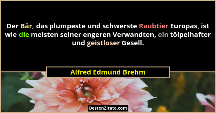 Der Bär, das plumpeste und schwerste Raubtier Europas, ist wie die meisten seiner engeren Verwandten, ein tölpelhafter und geist... - Alfred Edmund Brehm