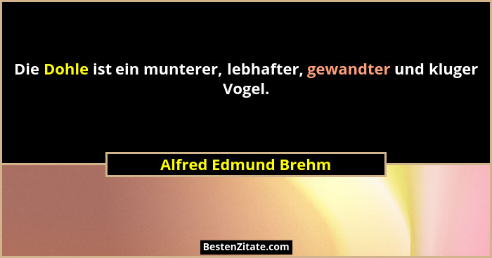 Die Dohle ist ein munterer, lebhafter, gewandter und kluger Vogel.... - Alfred Edmund Brehm