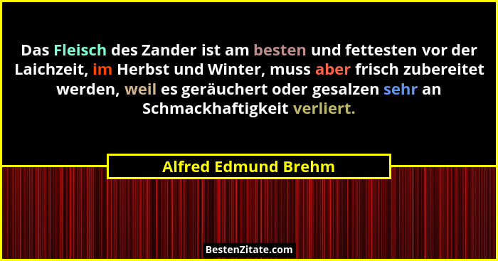 Das Fleisch des Zander ist am besten und fettesten vor der Laichzeit, im Herbst und Winter, muss aber frisch zubereitet werden,... - Alfred Edmund Brehm