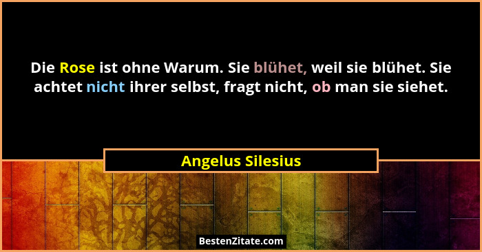 Die Rose ist ohne Warum. Sie blühet, weil sie blühet. Sie achtet nicht ihrer selbst, fragt nicht, ob man sie siehet.... - Angelus Silesius