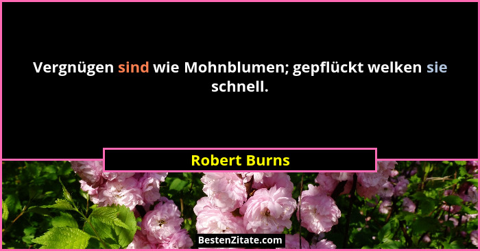 Vergnügen sind wie Mohnblumen; gepflückt welken sie schnell.... - Robert Burns